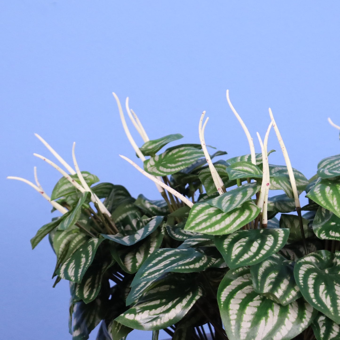 XL- Caracas - Witte plantenbak