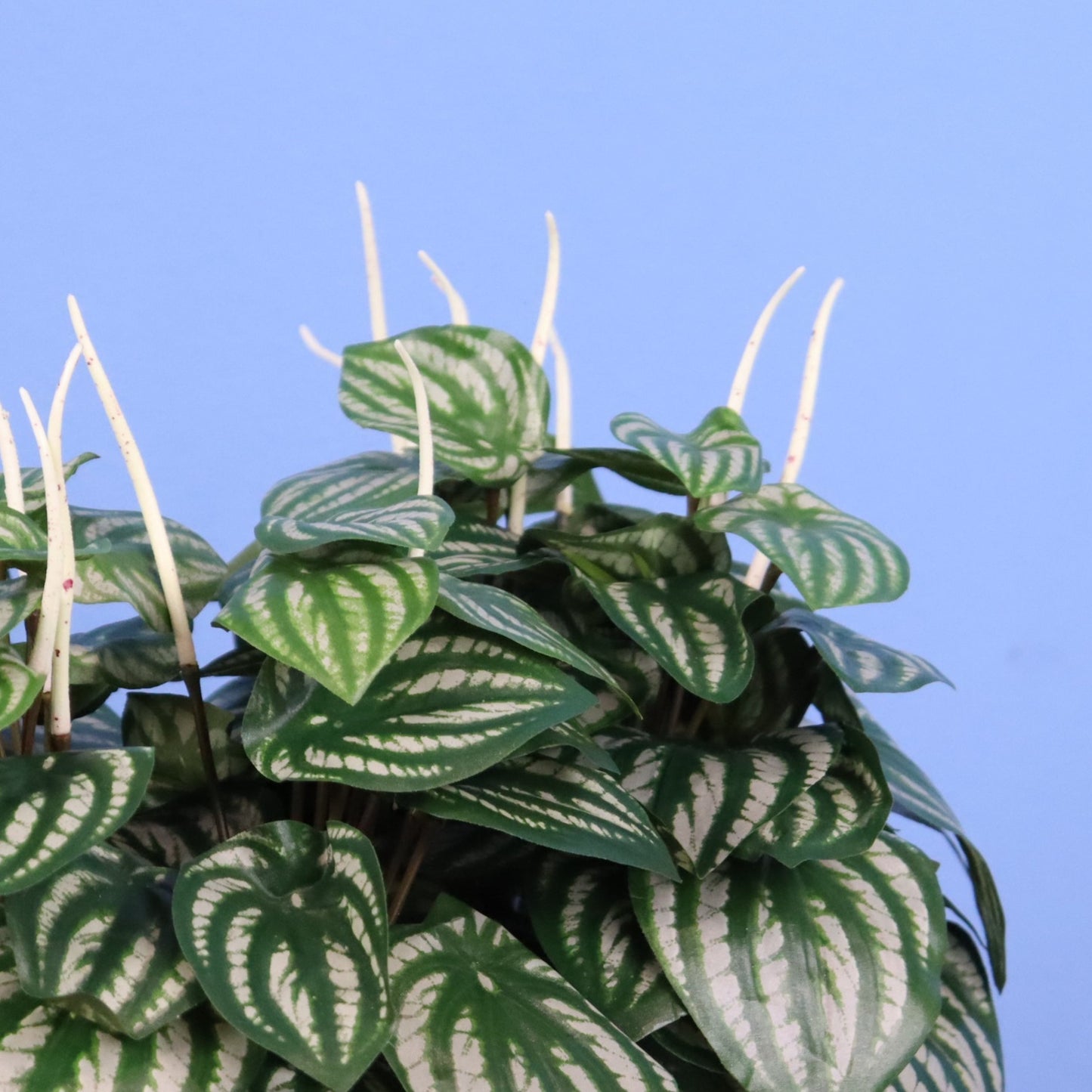 XL- Caracas - Witte plantenbak