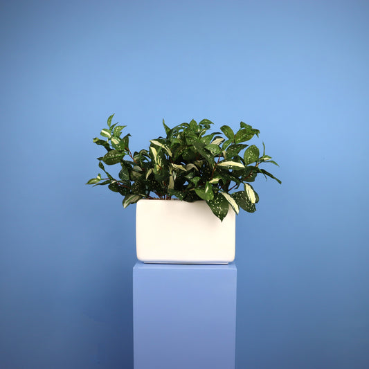 L - Austin - Witte plantenbak