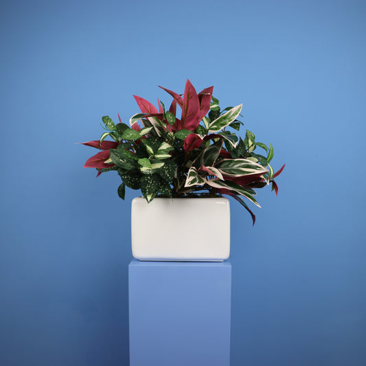 L- Phoenix - Witte plantenbak