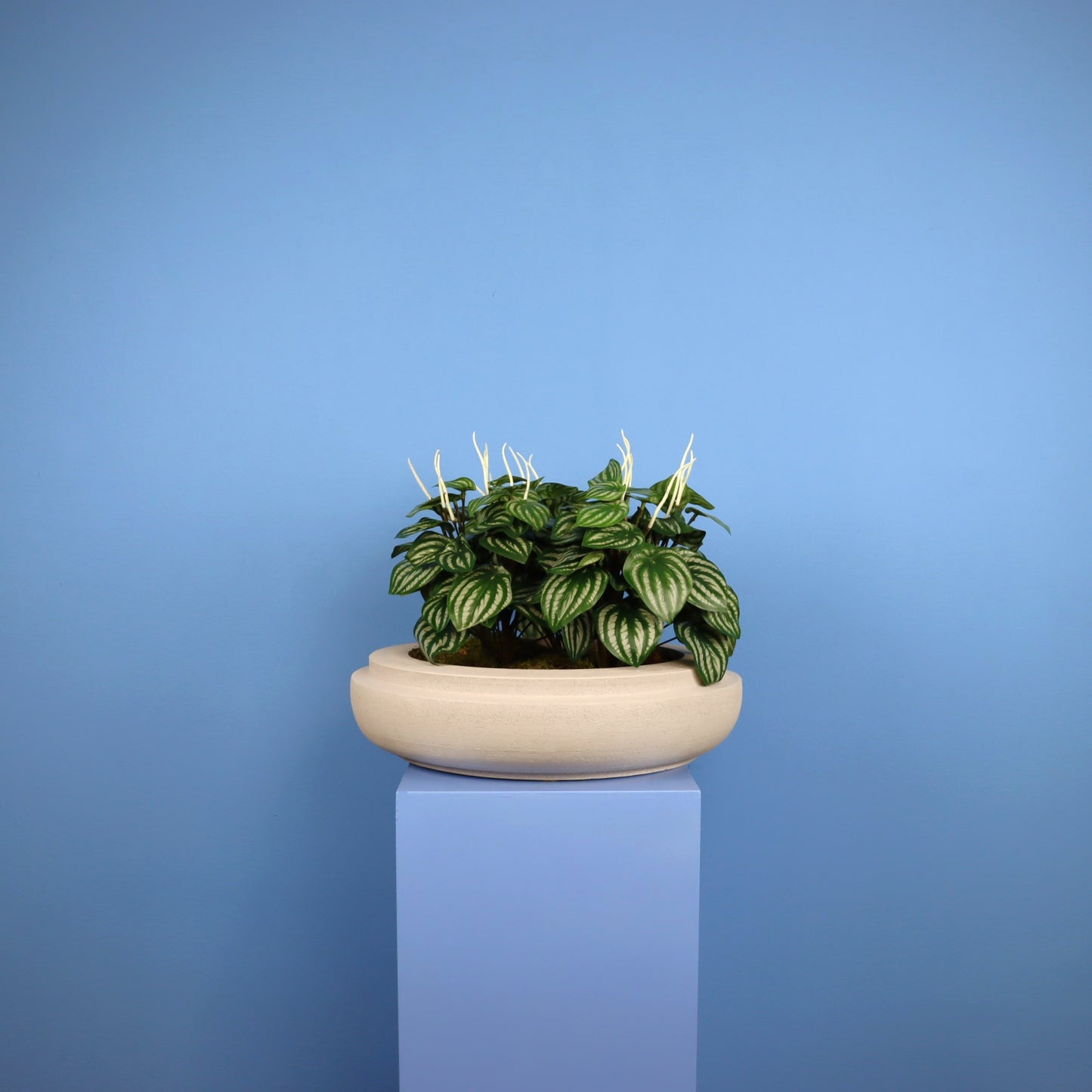 XL- Caracas - Witte plantenbak