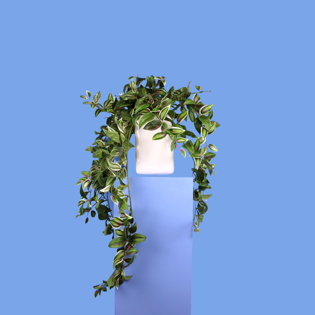 XL- Lima - Witte plantenbak