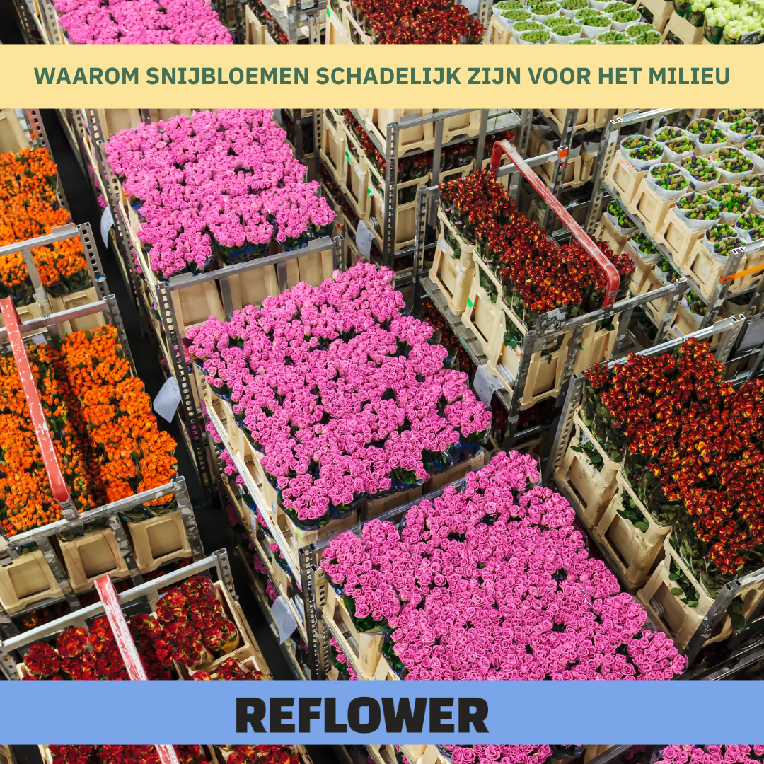 Waarom snijbloemen schadelijk zijn voor het milieu
