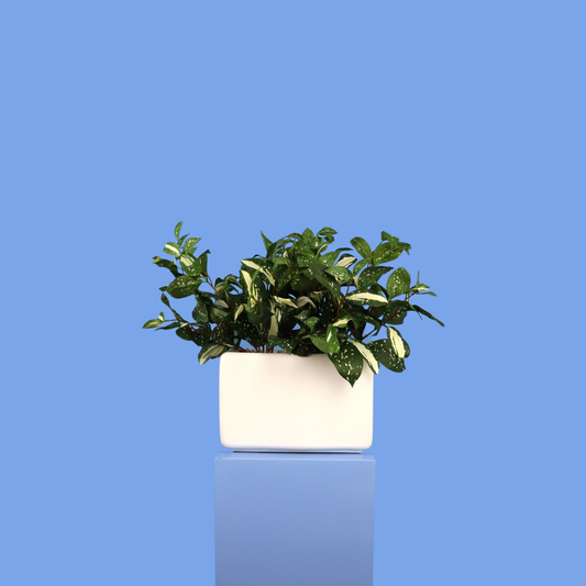 L - Austin - Witte plantenbak