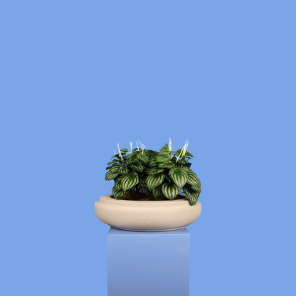 XL- Caracas - Witte plantenbak