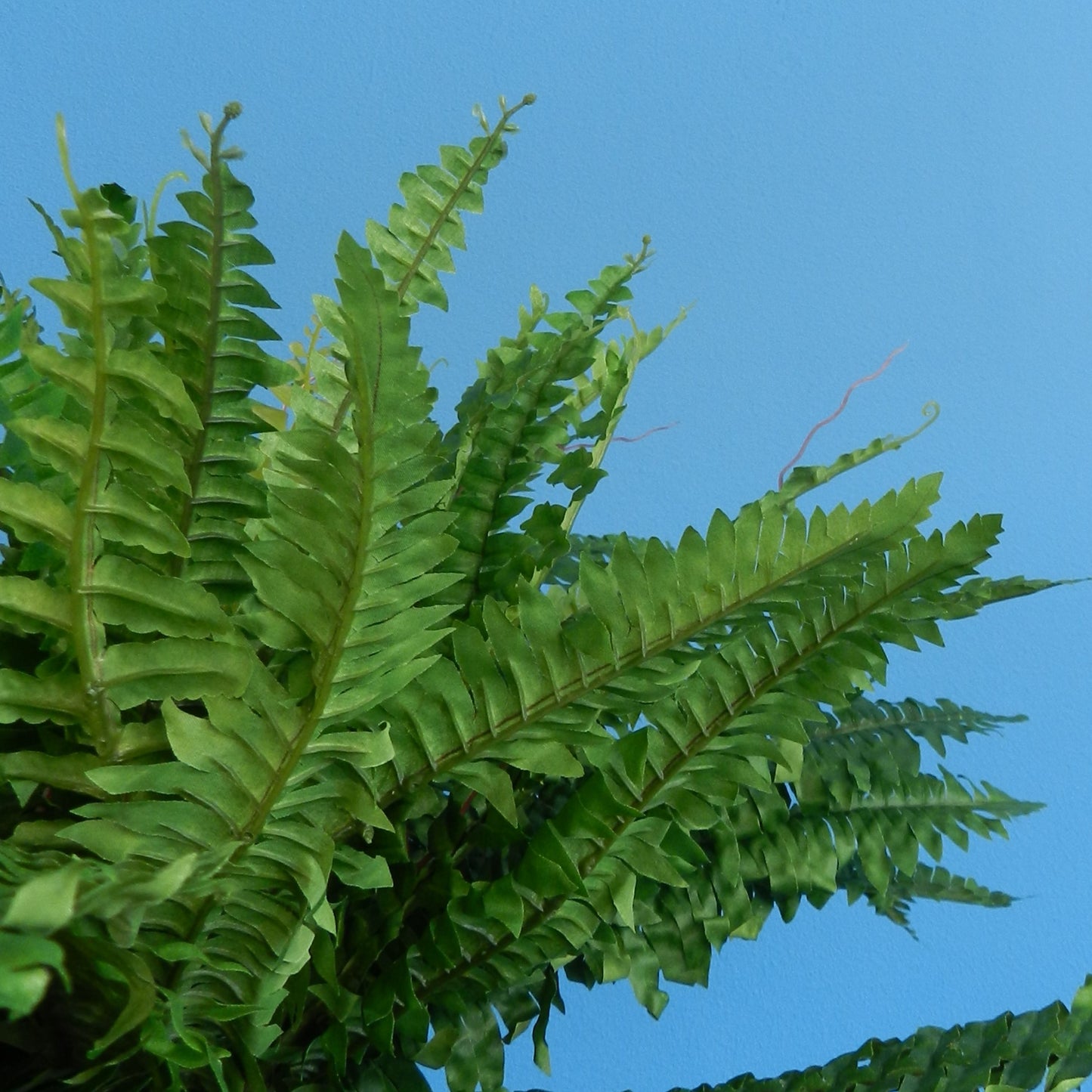 XL- Wenen - Serax plantenbak