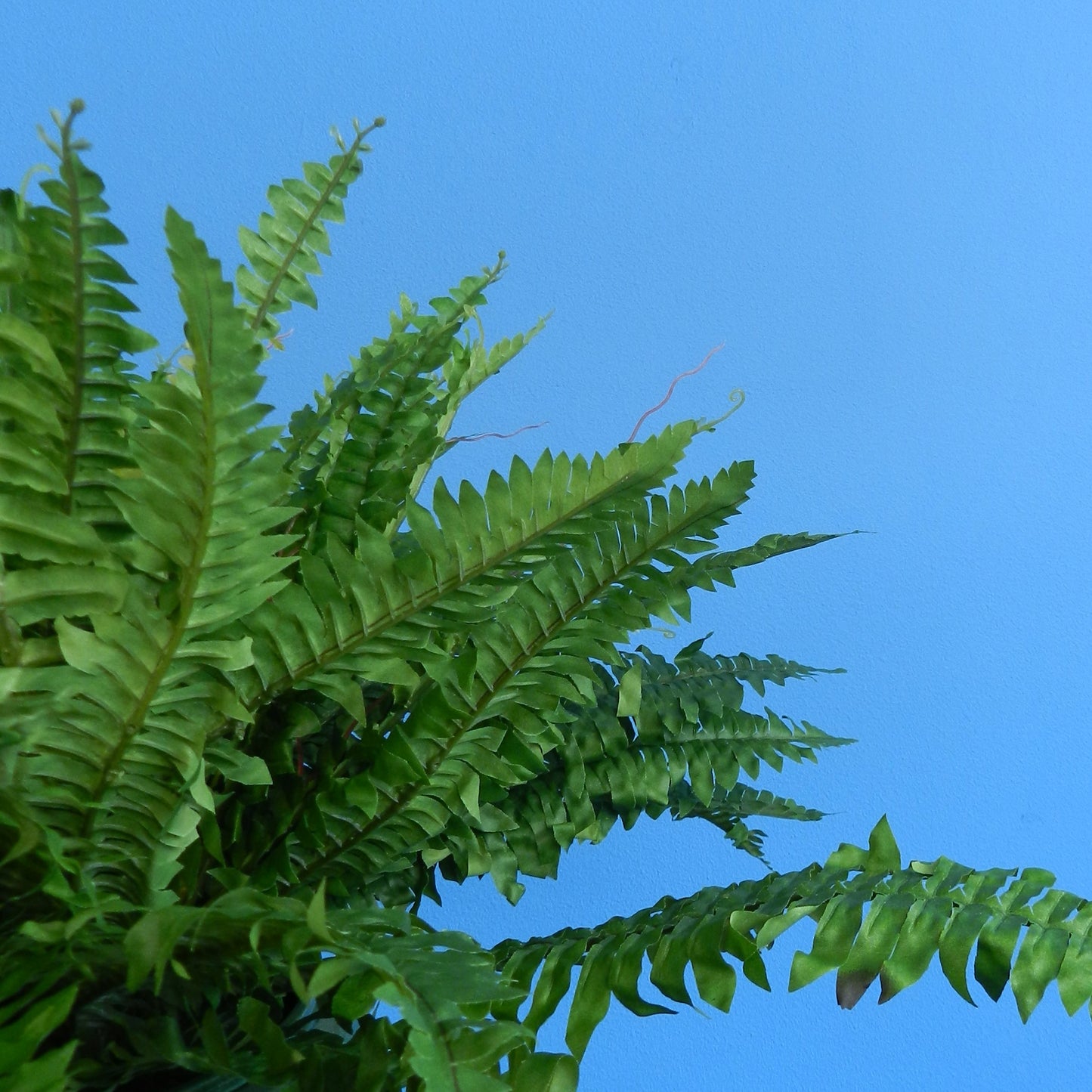 XL- Wenen - Serax plantenbak