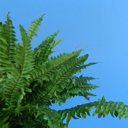 XL- Wenen - Serax plantenbak