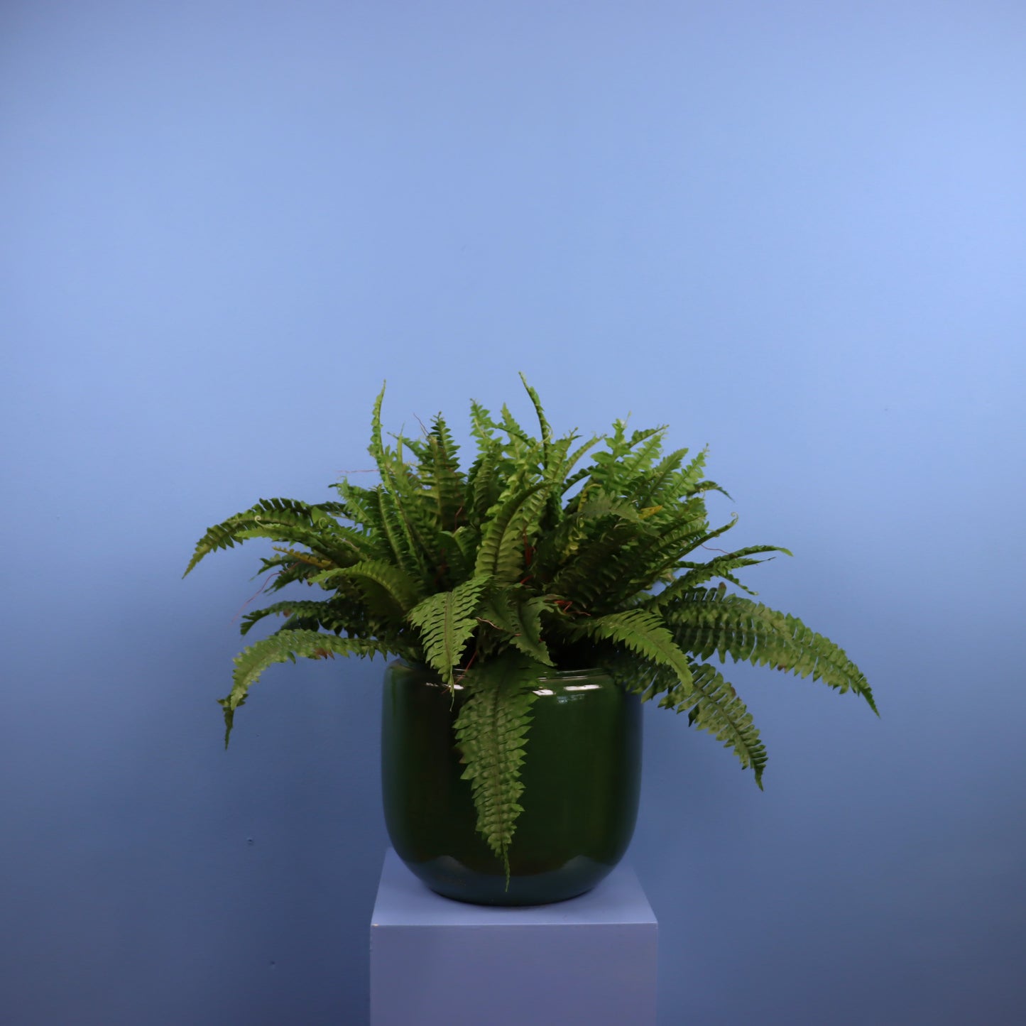 XL- Wenen - Serax plantenbak
