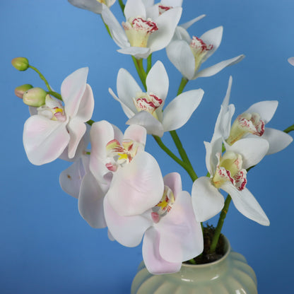 L - Izzy - Sissy Boy vaas