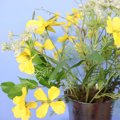 L - Carmen - Wijnkoeler