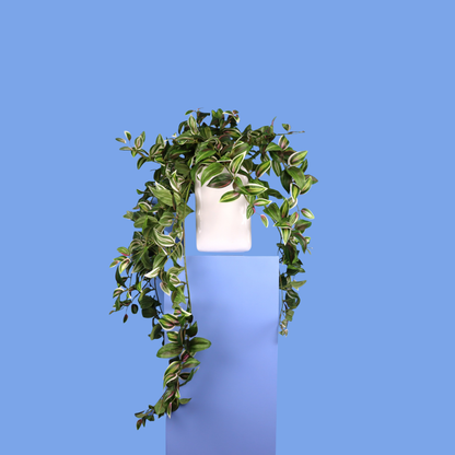 XL- Lima - Witte plantenbak