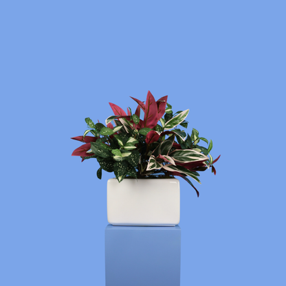 L- Phoenix - Witte plantenbak