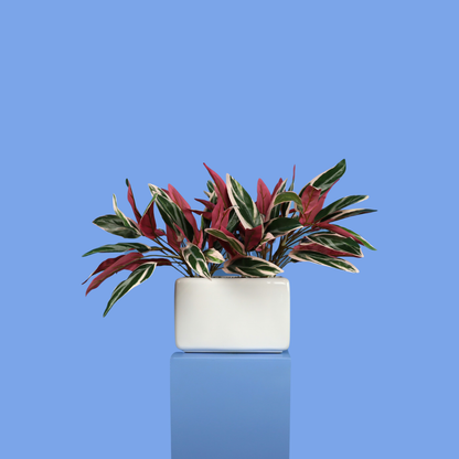 L- Portland - Witte plantenbak